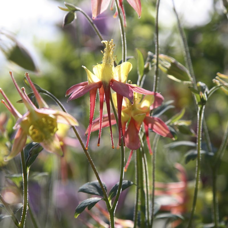 pastellakleja_aquilegia-x-cultorum