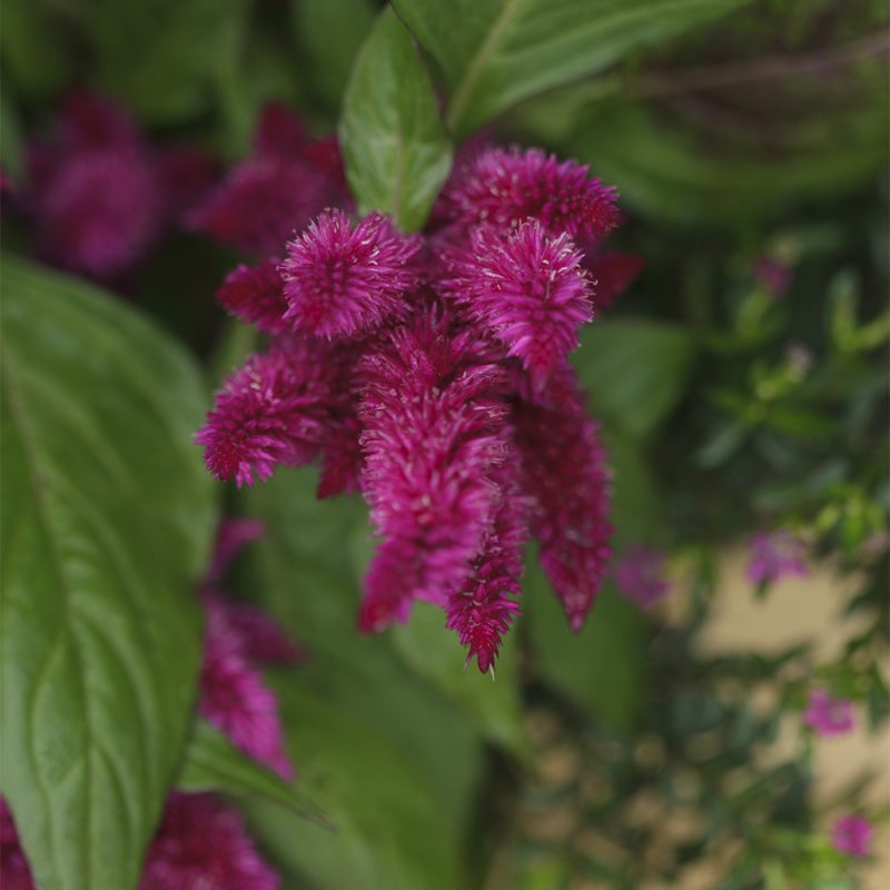 plymort_celosia-argentea-plumosa-gruppen