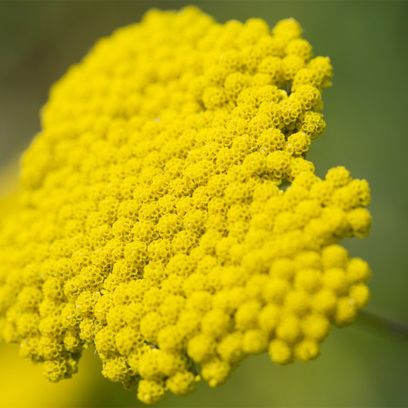 praktrollika_achillea-filipendulina