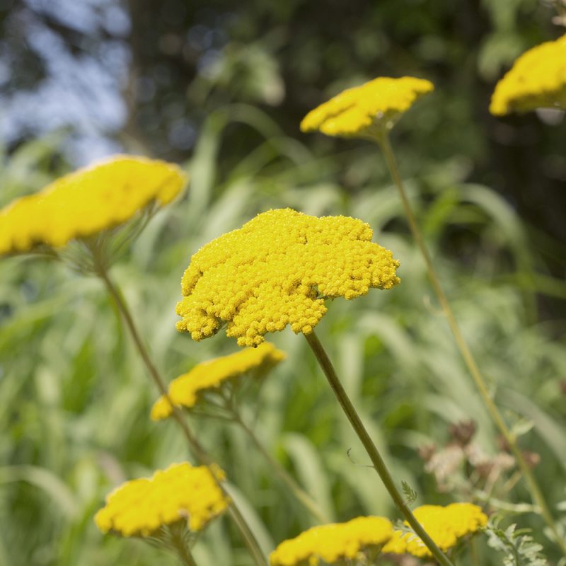 praktrollika_achillea-filipendulina