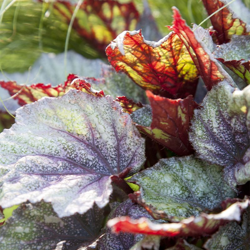 rexbegonia_begonia-rex-cultorum-gruppen