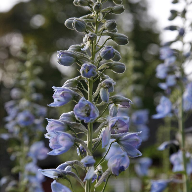 riddarsporre_delphinium-sp