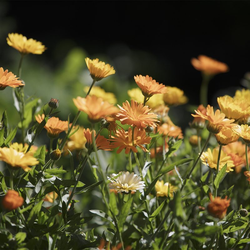 ringblomma-_calendula-officinalis