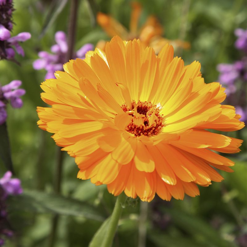 ringblomma-_calendula-officinalis