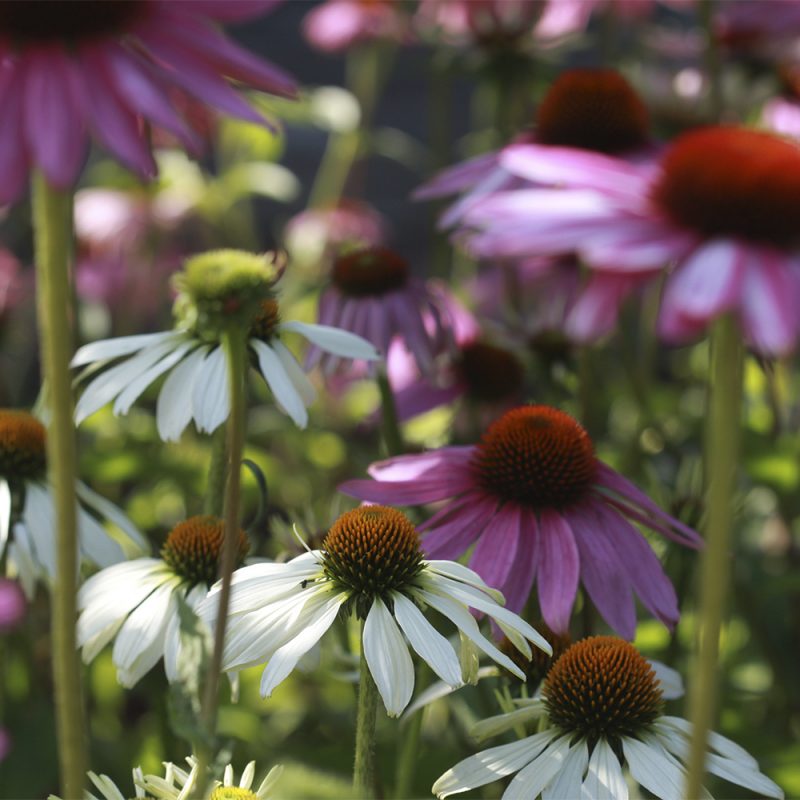 rod-solhatt_echinacea-purpurea