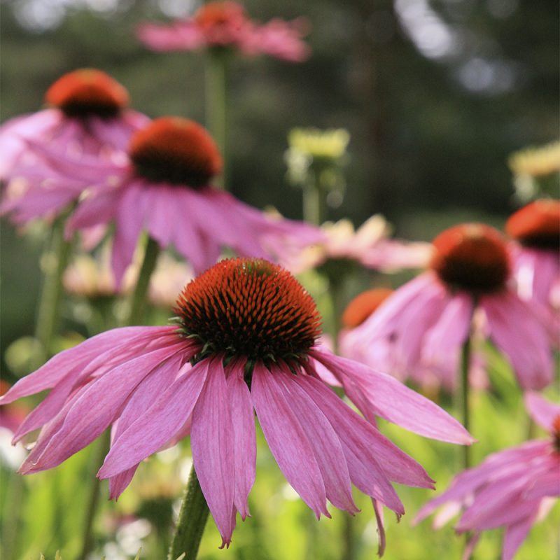 rod-solhatt_echinacea-purpurea