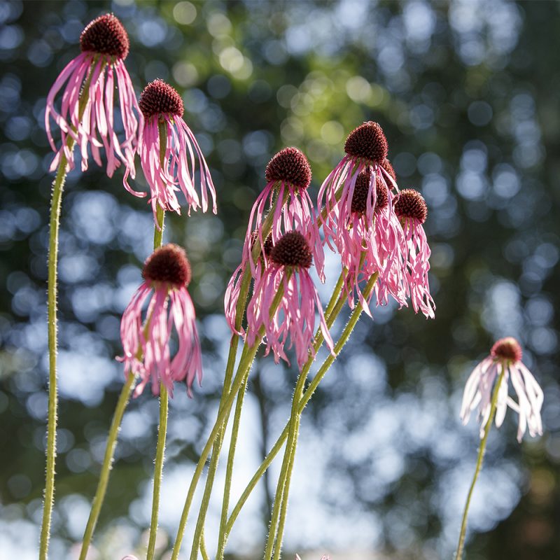 rod-solhatt_echinacea-purpurea