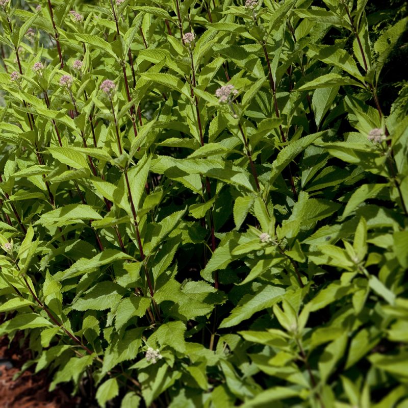 rosenflockel_-eupatorium-purpureum