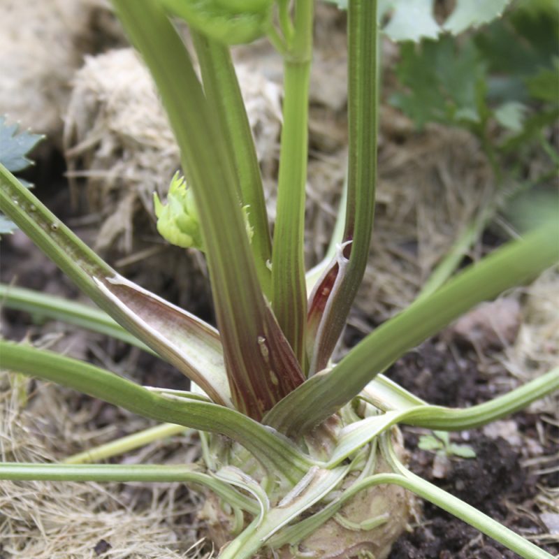 rotselleri_apium-graveolens-var-rapaceum