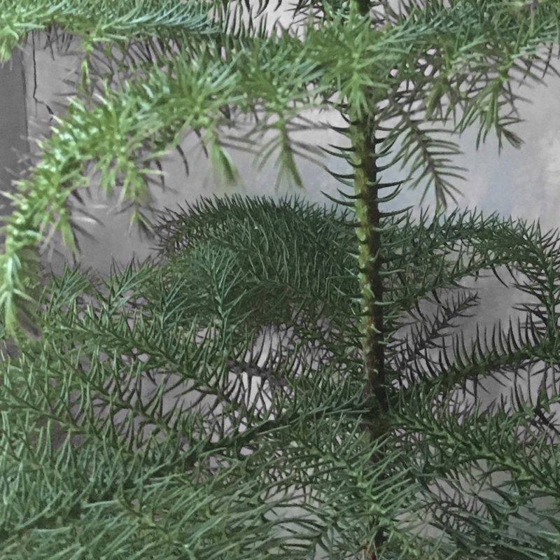 rumsgran_araucaria-heterophylla_hasselfors-garden