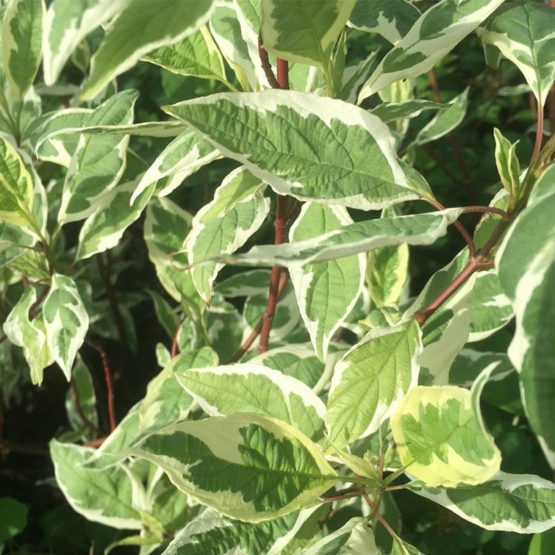 rysk-kornell-brokbladig_cornus-alba-elegantissima