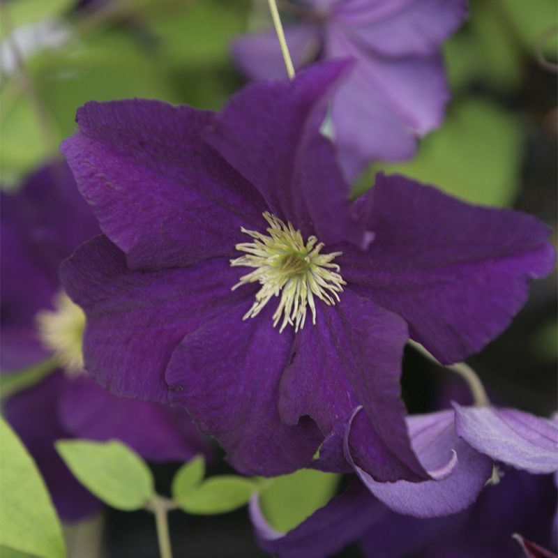 sen-storblommig-klematis_clematis-sena-storblommiga-gruppen