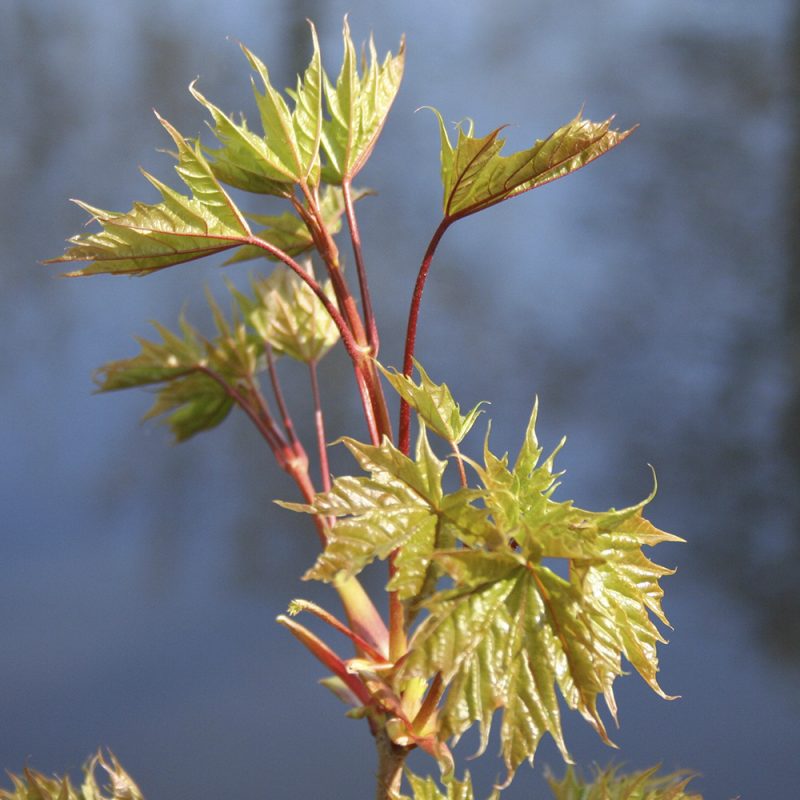 skogslonn_acer-platanoides