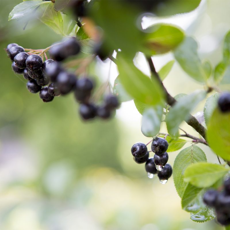 Slånaronia_Aronia × prunifolia