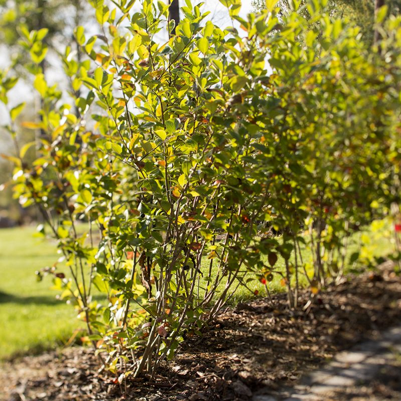 Slånaronia_Aronia × prunifolia