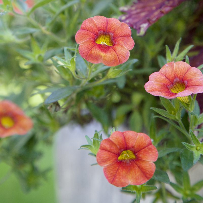 smapetunia-million-bells_calibrachoa-million-bells-serien