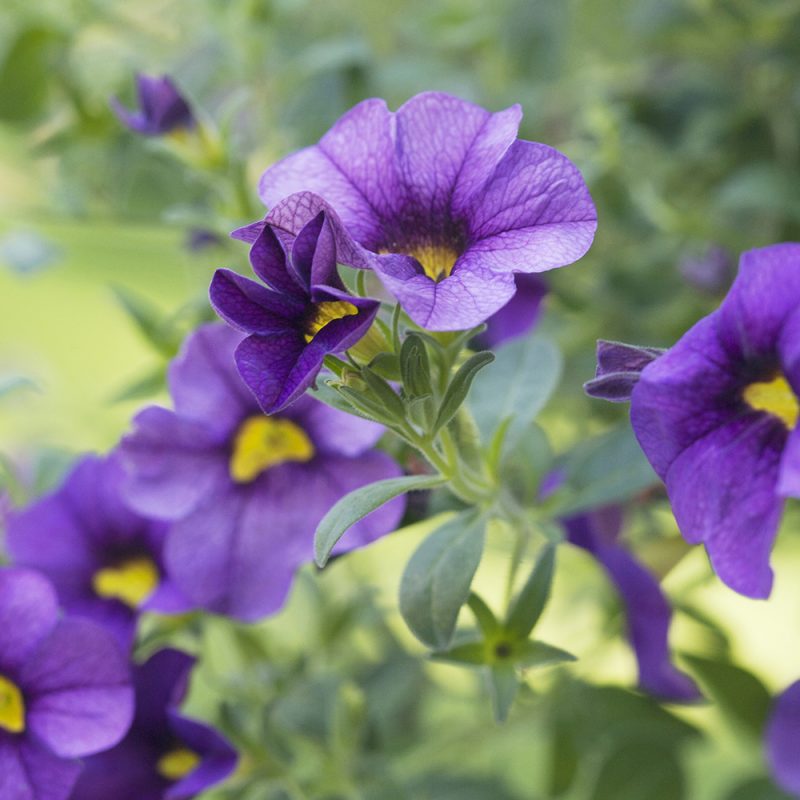 smapetunia-million-bells_calibrachoa-million-bells-serien