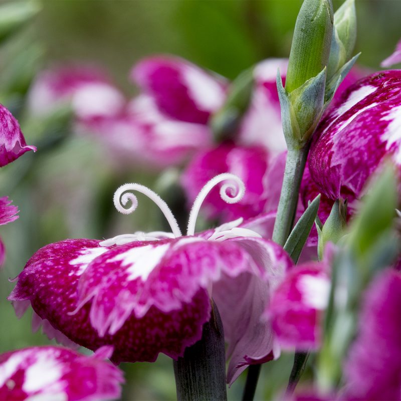 sommarnejlika_dianthus-chinensis