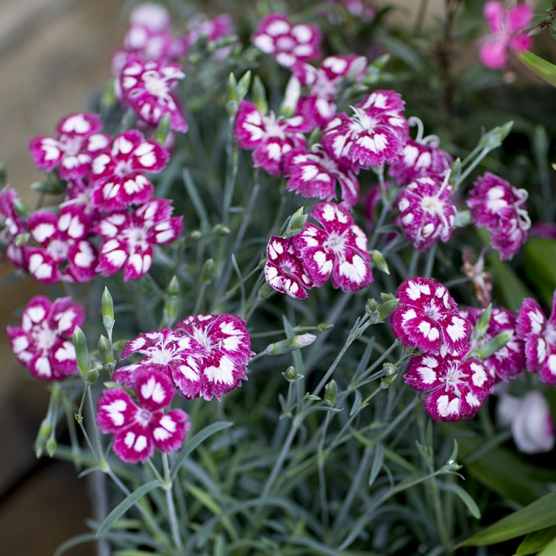 sommarnejlika_dianthus-chinensis