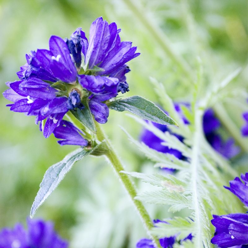 toppklocka_campanula-glomerata