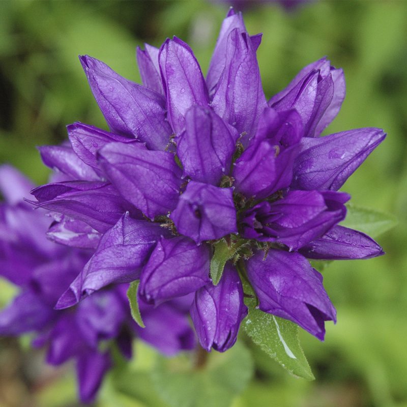 toppklocka_campanula-glomerata