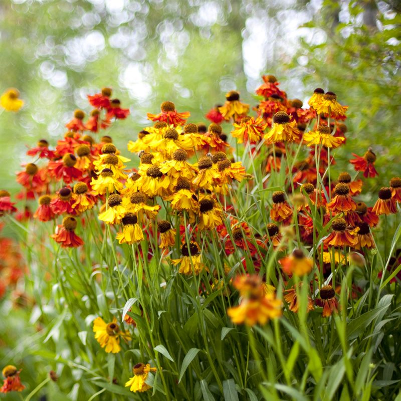 tradgardssolbrud_helenium-autumnale-gruppen