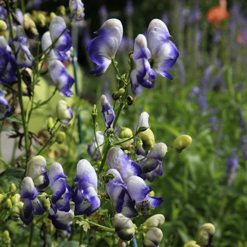 tradgardsstormhatt_aconitum-x-cammarum