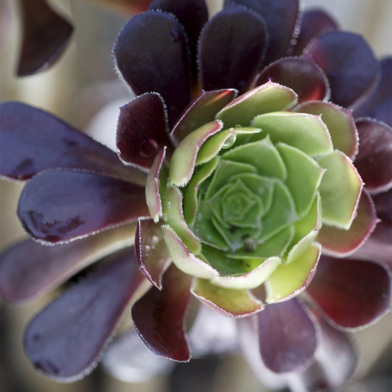 tradtaklok_aeonium-arboreum-schwartzkopf