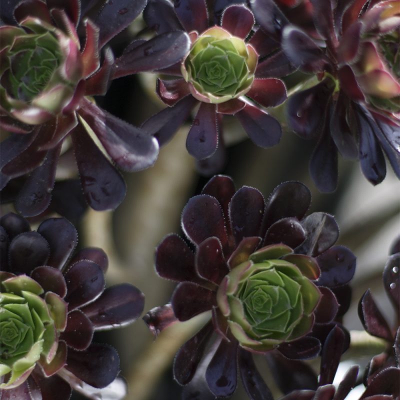 tradtaklok_aeonium-arboreum-schwartzkopf