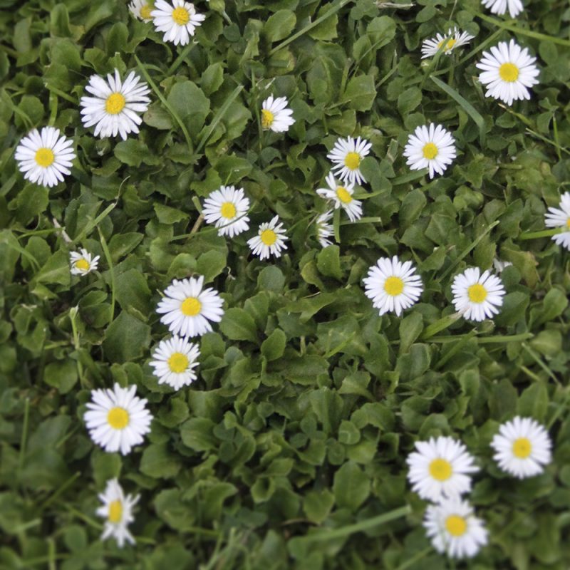 tusenskona_bellis-perennis