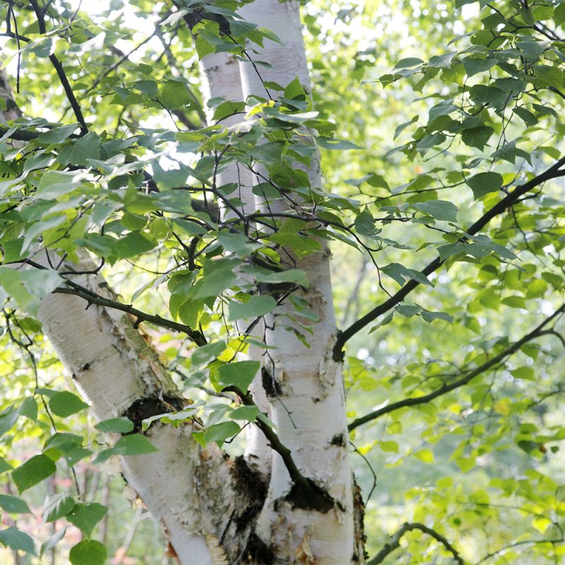 vartbjork_betula-pendula