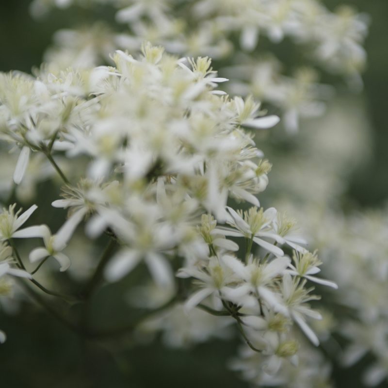 vitalba-klematis-paul-farges_clematis-vitalba-gruppen-paul-farges-syn-summer-snow