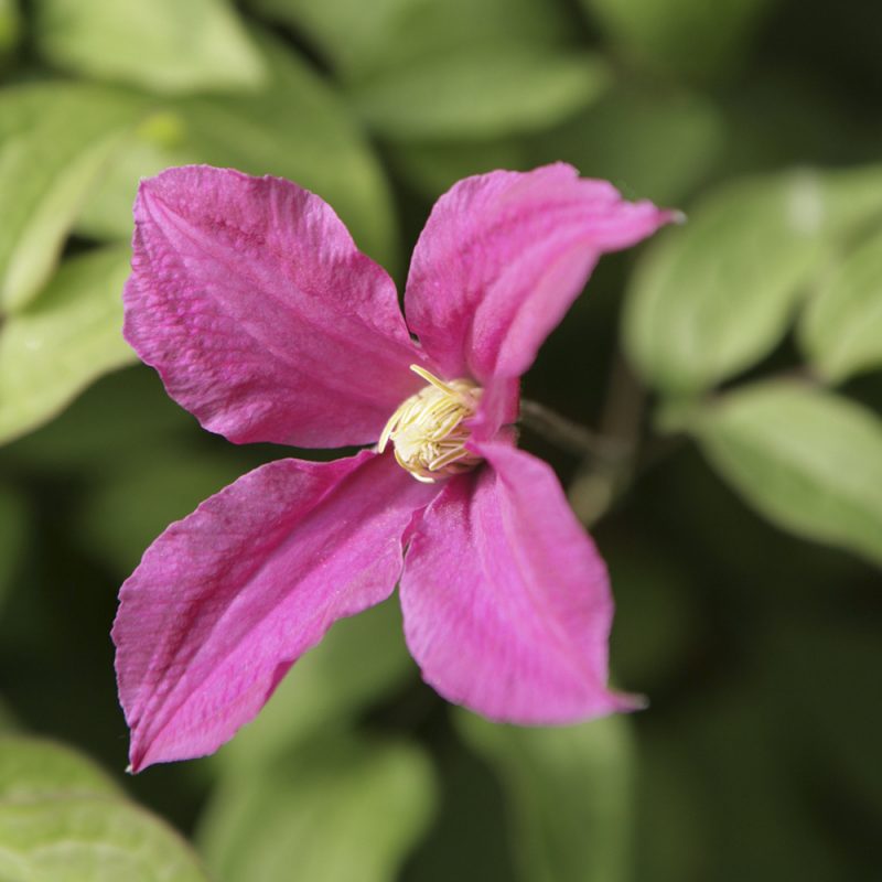 viticella-klematis_clematis-vitivella-gruppen