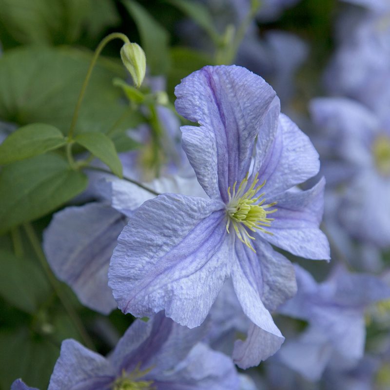 viticella-klematis_clematis-vitivella-gruppen