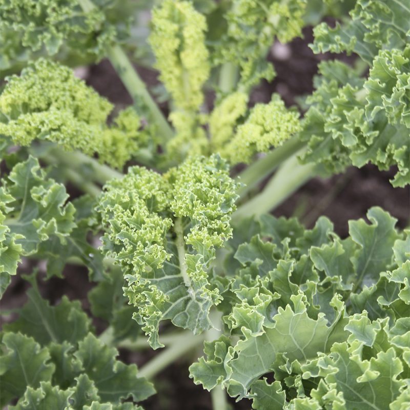 gronkal_brassica-oleracea-sabellica-gruppen