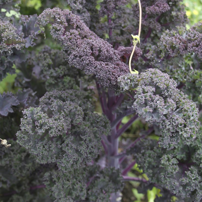 gronkal_brassica-oleracea-sabellica-gruppen