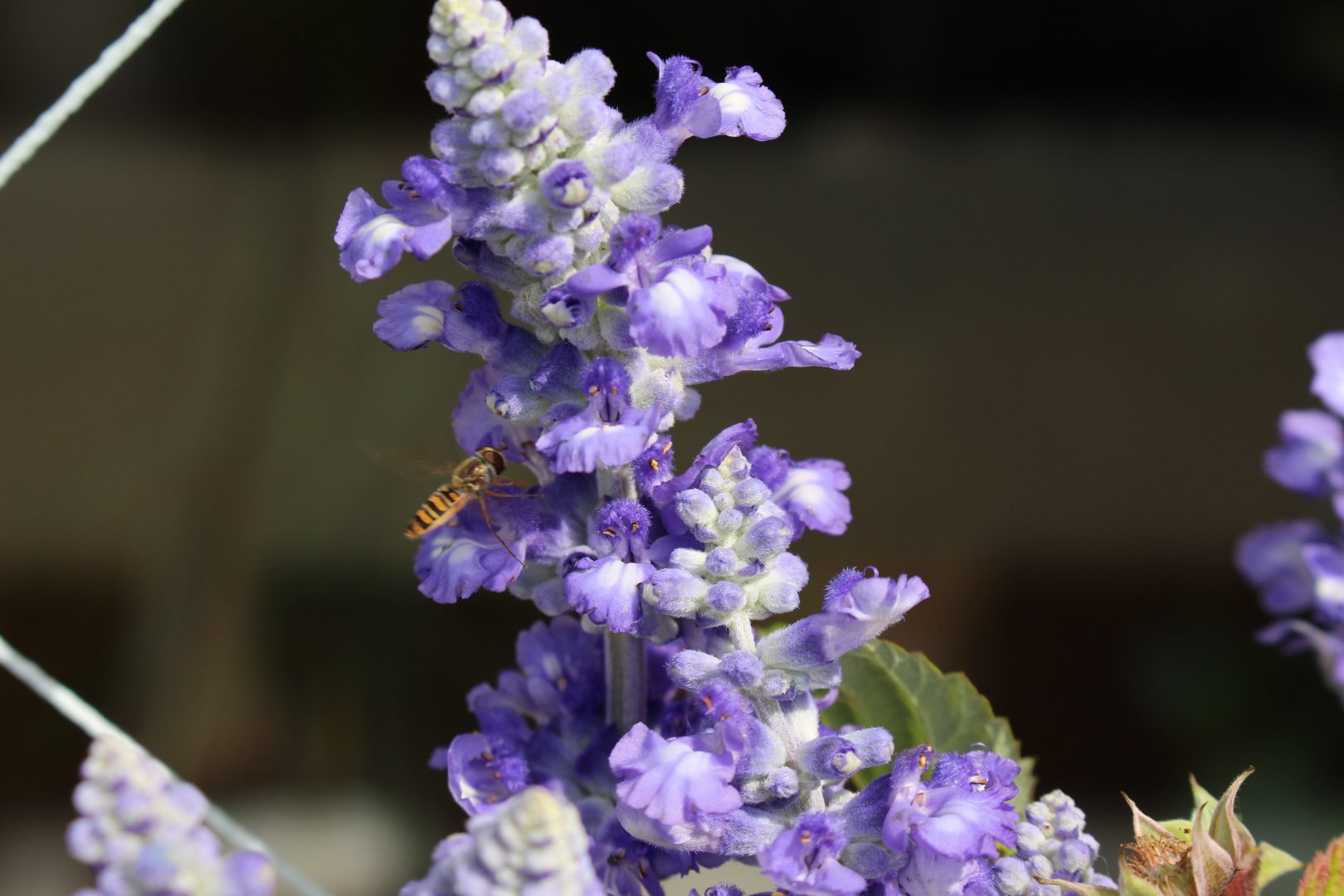 Öka den biologiska mångfalden