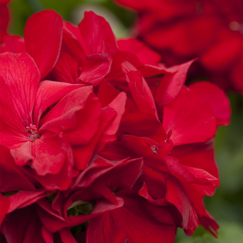 pelargonslaktet_pelargonium_hasselfors-garden