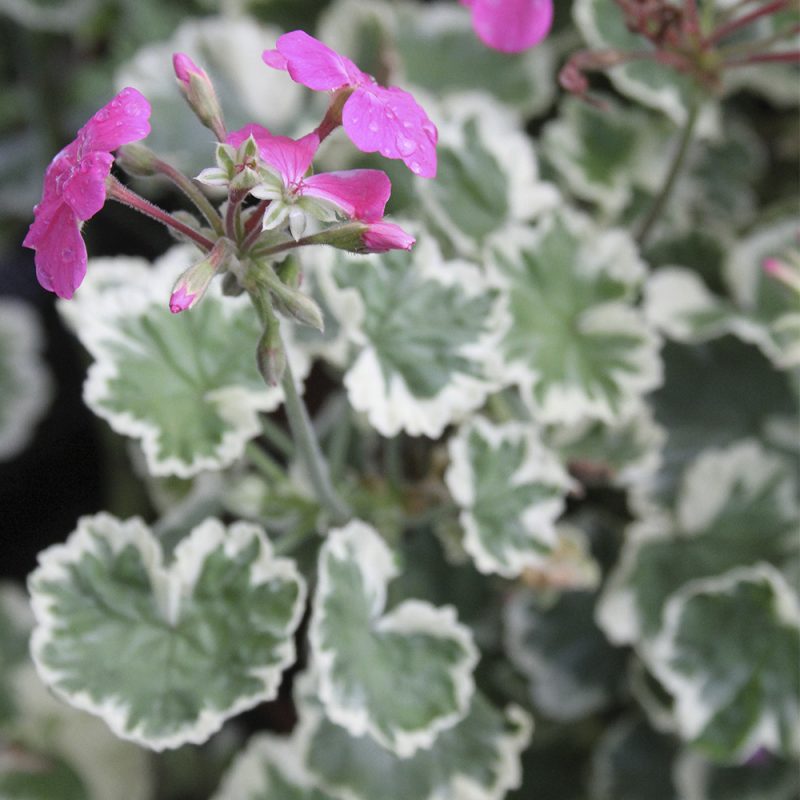 pelargonslaktet_pelargonium_hasselfors-garden