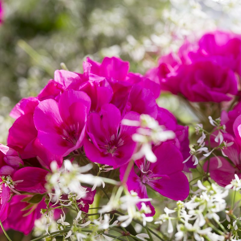 pelargonslaktet_pelargonium_hasselfors-garden