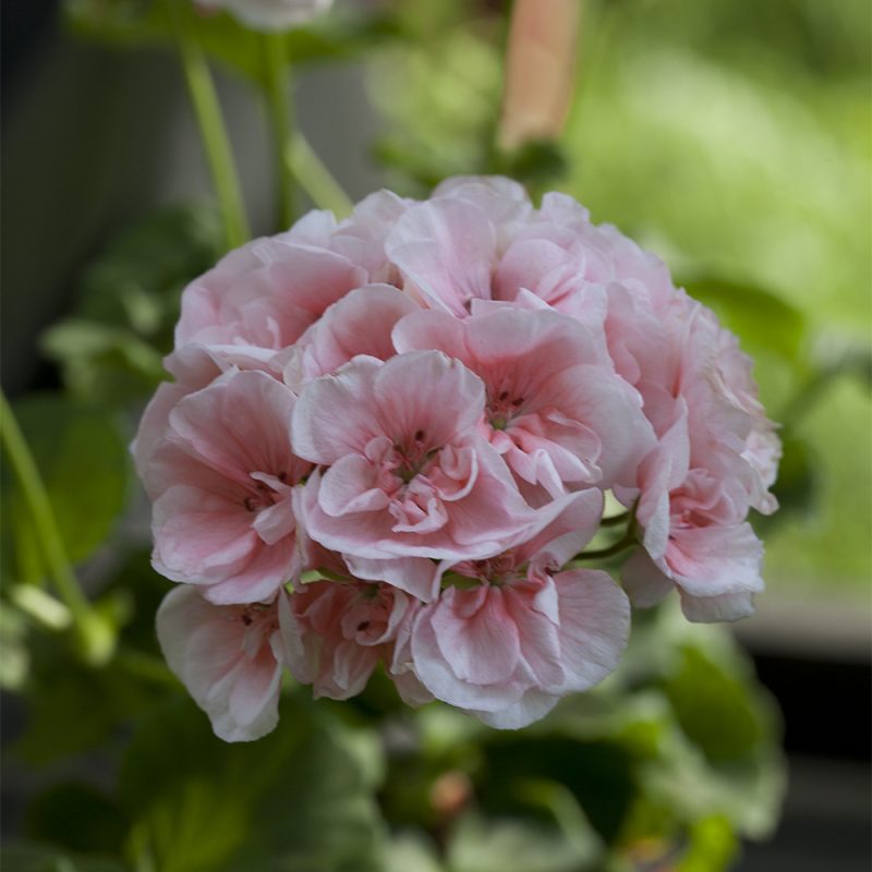 pelargonslaktet_pelargonium_hasselfors-garden