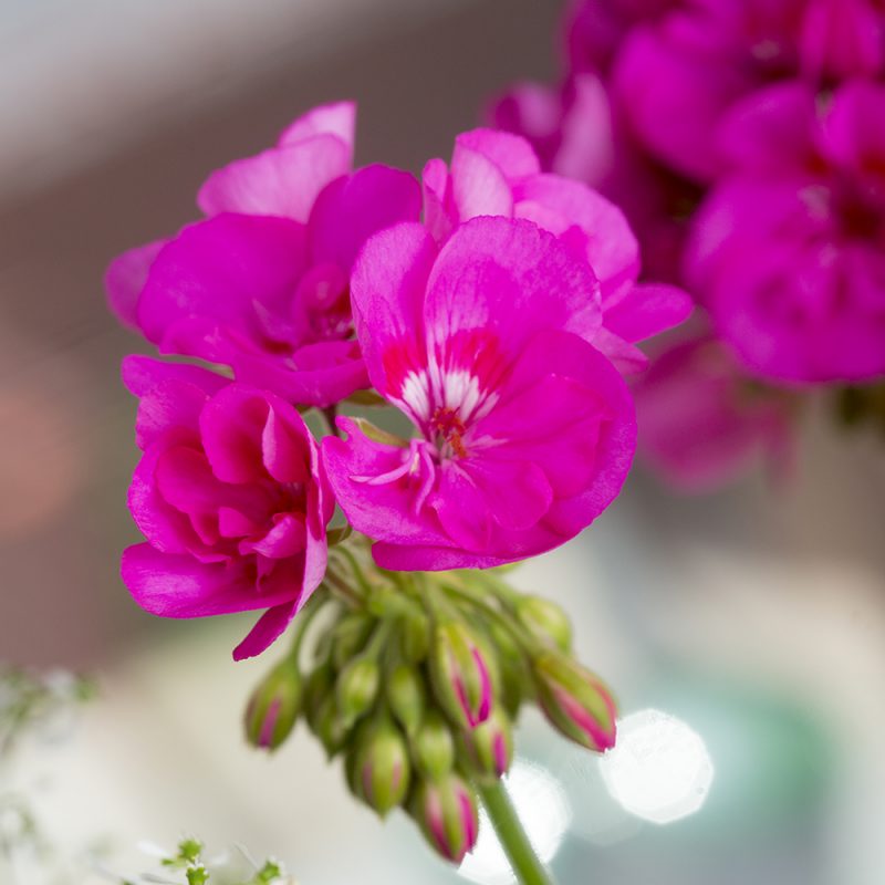 pelargonslaktet_pelargonium_hasselfors-garden