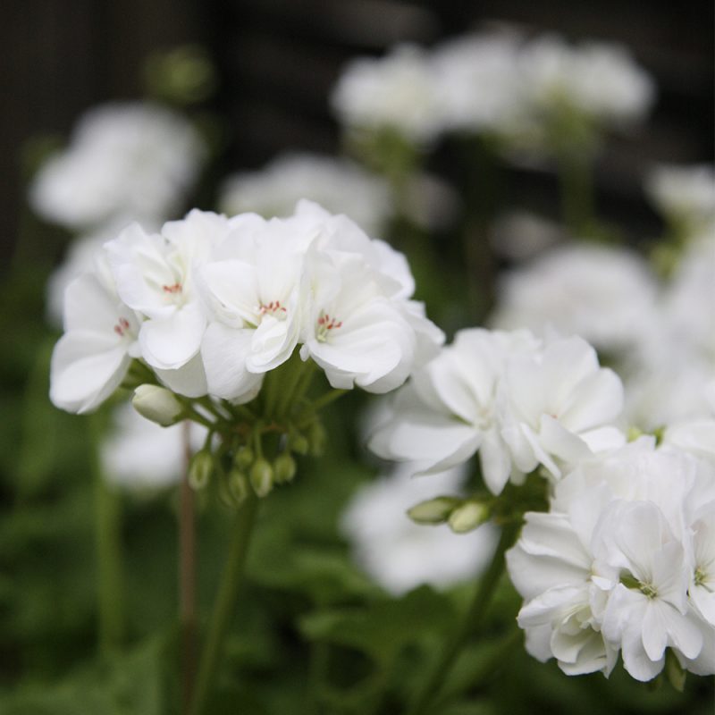 pelargonslaktet_pelargonium_hasselfors-garden