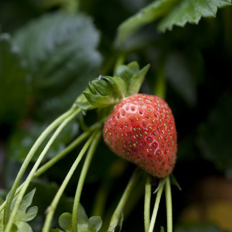 Tips för dig som vill odla jordgubbar