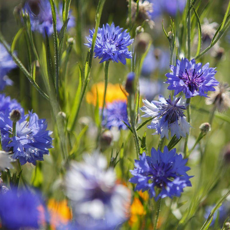 blaklint_centaurea-cyanus