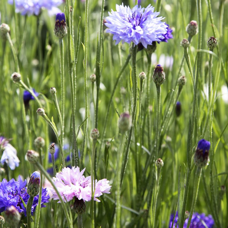 blaklint_centaurea-cyanus