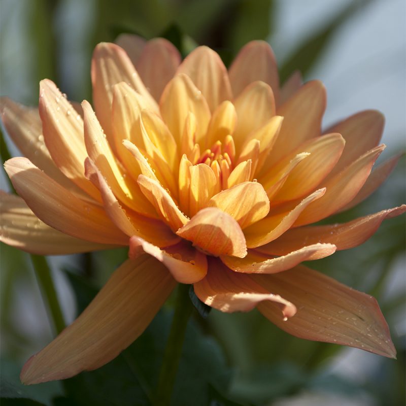 dahlia_dahlia-hortensis