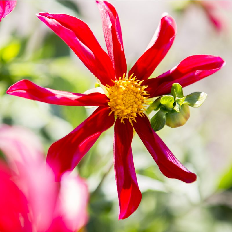 dahlia_dahlia-hortensis