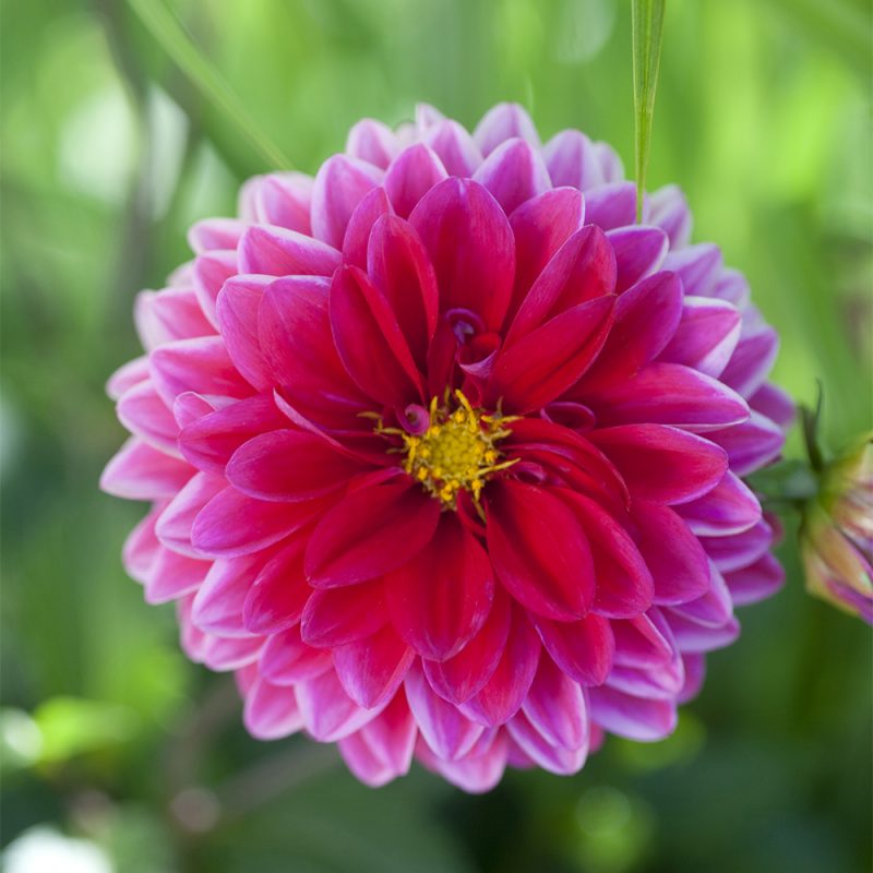 dahlia_dahlia-hortensis