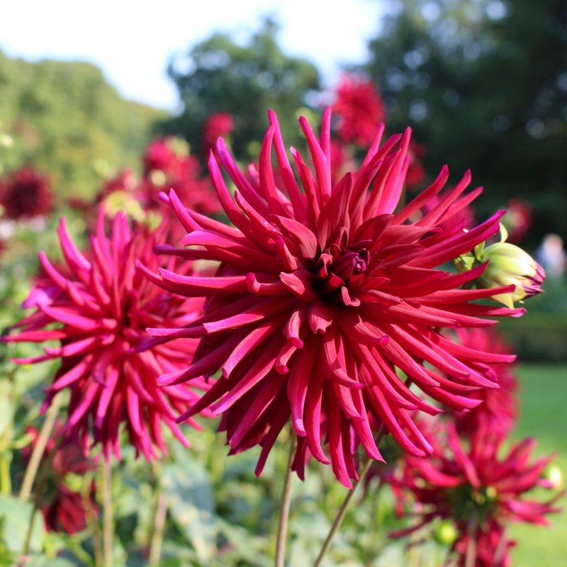 dahlia_dahlia-hortensis